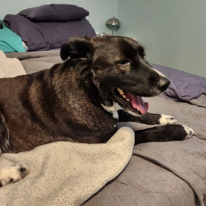 Animal Dermatology Specialists - Chattanooga Picture 1