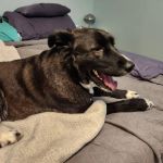 Animal Dermatology Specialists - Chattanooga