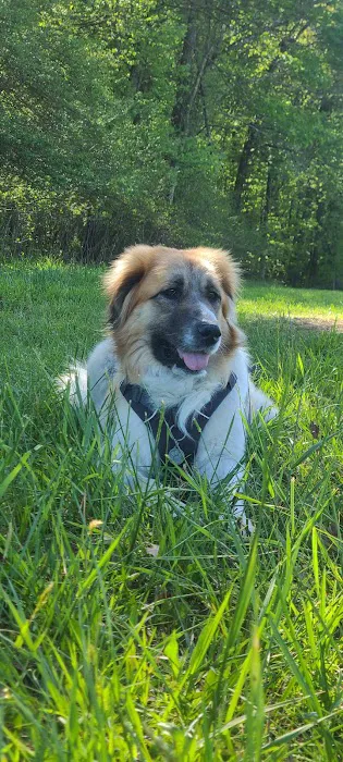 Animal Dermatology Specialists - Chattanooga Picture 6