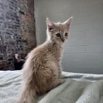 Southside Veterinary Clinic