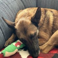 Willow Pet Hospital ico