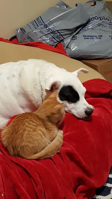Willow Pet Hospital Picture 2