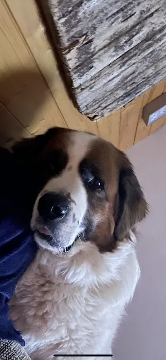 Willow Pet Hospital Picture 5