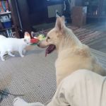 Austin Veterinary Clinic