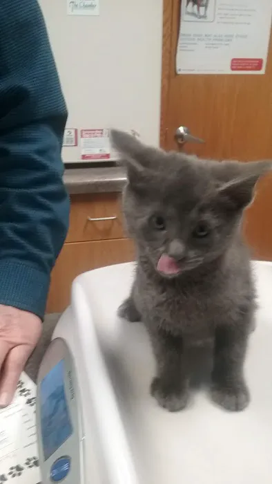 Austin Veterinary Clinic Picture 4