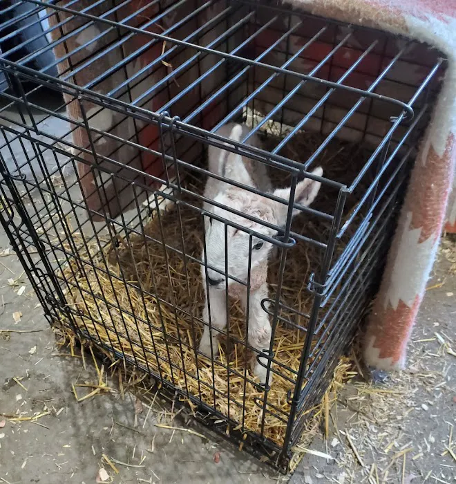 Clarks Grove Vet Clinic Picture 3