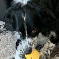 Clarks Grove Vet Clinic ico