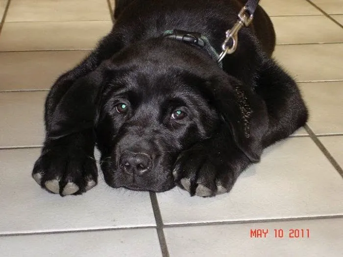 Hoof and Paw Veterinary Care LLC Picture 1