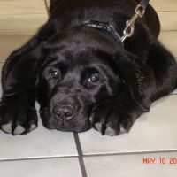 Hoof and Paw Veterinary Care LLC ico