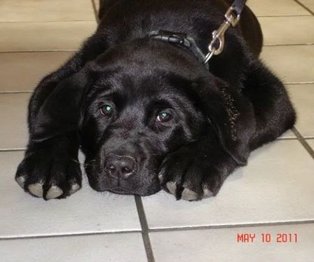 Hoof and Paw Veterinary Care LLC