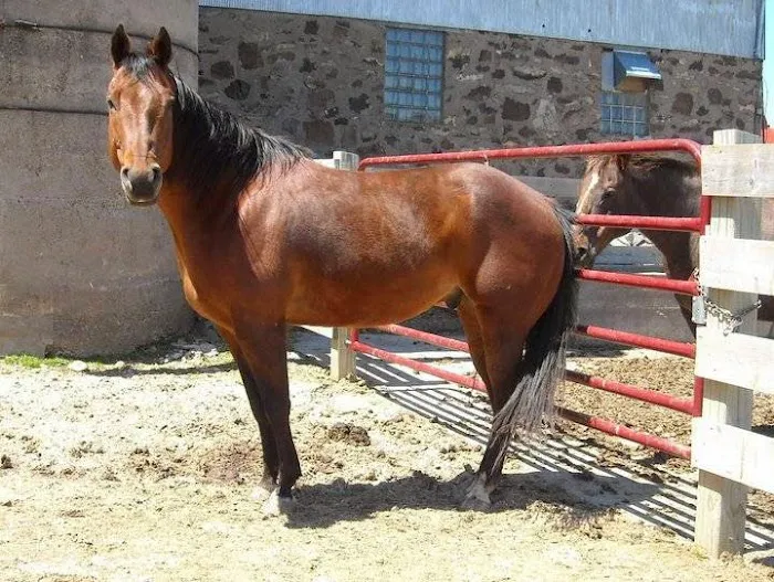 Hoof and Paw Veterinary Care LLC Picture 2