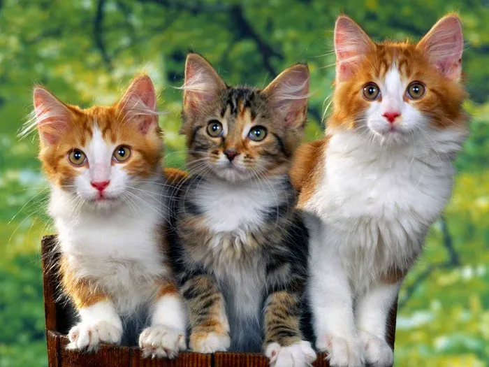 Hoof and Paw Veterinary Care LLC Picture 4
