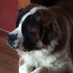 Medford Veterinary Clinic