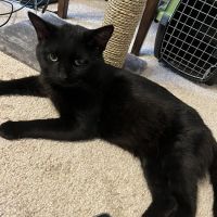 Medford Veterinary Clinic ico