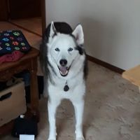 Northland Veterinary Services ico