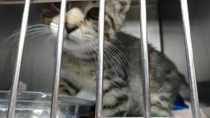 Northwood Vet Service, LLC. Picture 8