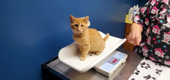 Northwood Vet Service, LLC. Picture 6