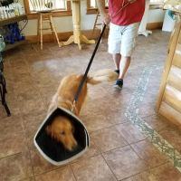 Country Pet Clinic ico