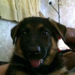 Predmore Veterinary Clinic - Lawrence M Predmore DVM