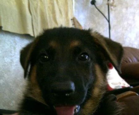 Predmore Veterinary Clinic - Lawrence M Predmore DVM