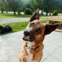 Chosen Valley Veterinary Clinic ico