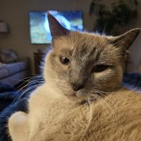 Lewiston Veterinary Clinic ico