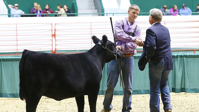 Hauge Show Cattle Picture 1