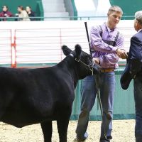 Hauge Show Cattle ico