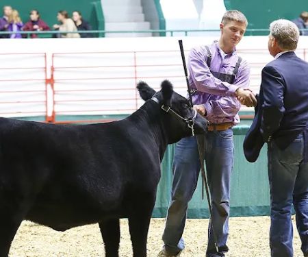 Hauge Show Cattle