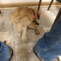 Stewartville Animal Clinic ico