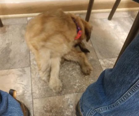 Stewartville Animal Clinic