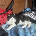 Allied Veterinary Emergency & Referral