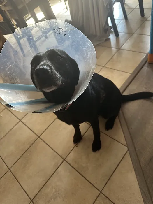Allied Veterinary Emergency & Referral Picture 7