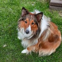 Glacial Ridge Veterinary Clinic P.A. ico