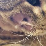 Todd County Veterinary Clinic