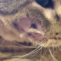 Todd County Veterinary Clinic ico
