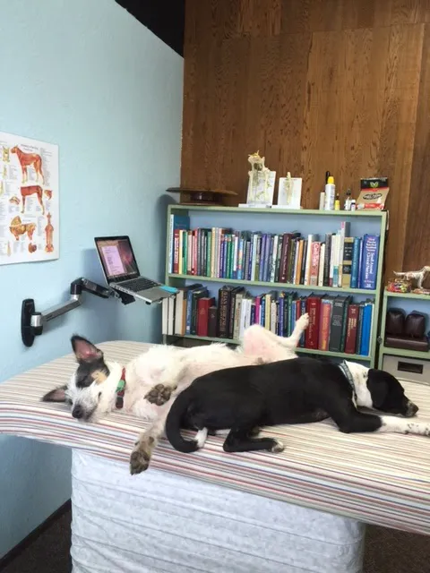 All Pets Health and Rehab, LLC Picture 2