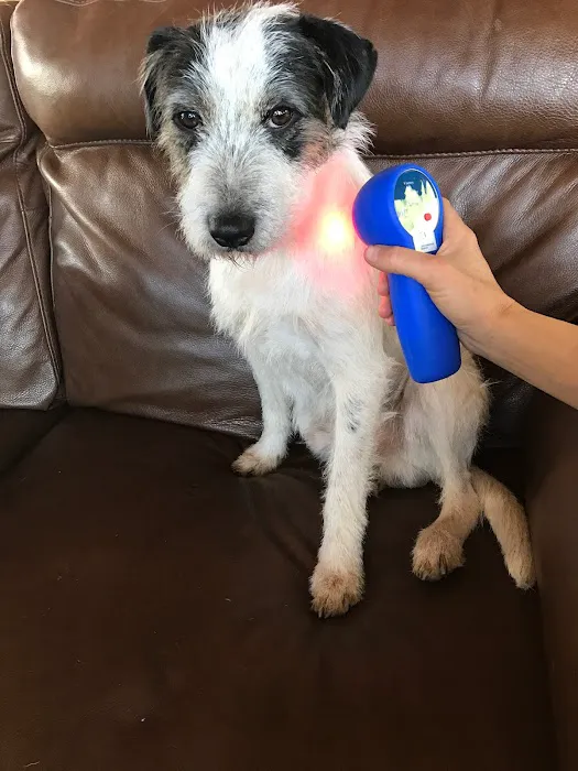 All Pets Health and Rehab, LLC Picture 1