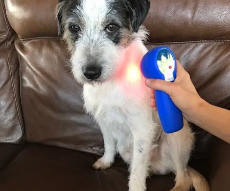 All Pets Health and Rehab, LLC