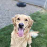 Ark Animal Hospital ico