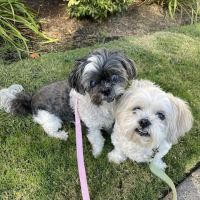 Bush Animal Hospital ico