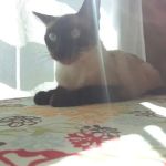 Healing Paws Wellness Center