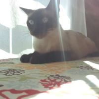 Healing Paws Wellness Center ico