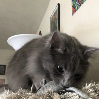 CatCare ico