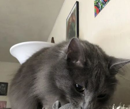CatCare