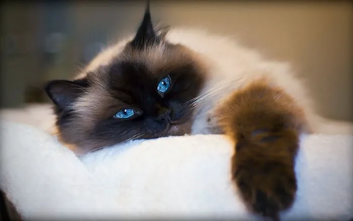 CatCare Picture 6