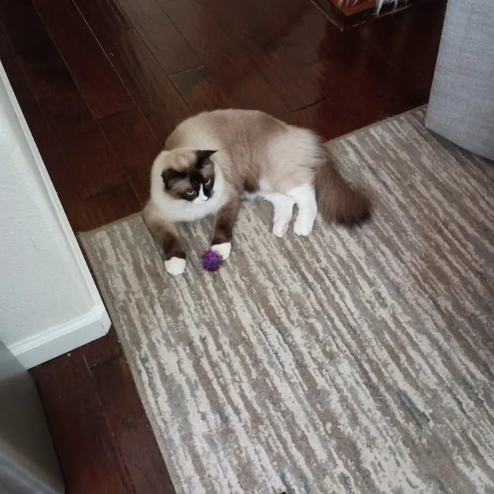 CatCare Picture 10
