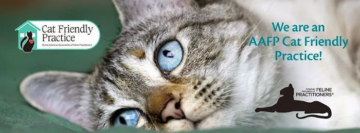 CatCare Picture 7