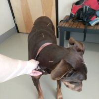 Cascade Animal Clinic ico
