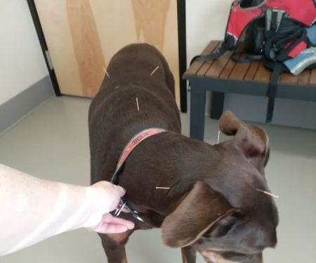 Cascade Animal Clinic